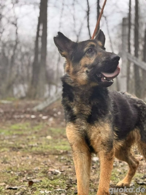 Slatko   Schäferhund-Mischling mit treuem Blick sucht einen Neuanfang