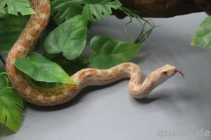 Bullennatter Albino - Pituophis catenifer sayi