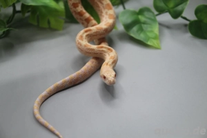 Bullennatter Albino - Pituophis catenifer sayi