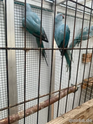 halsbandsittich zu verkaufen