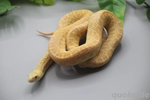 Bullennatter Albino Hypo - Pituophis catenifer say