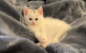 Wunderschönes weißes Kätzchen mit zwei verschiedenfarbigen Augen abzugeben