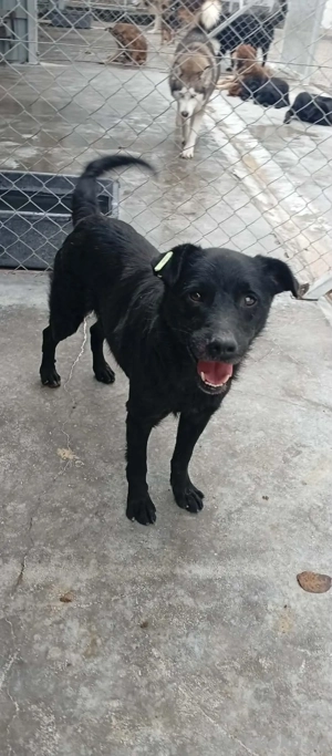 Tino (geb. ca. 2020) lebt im Tierheim in Bosnien und sucht ein Zuhause