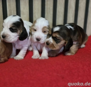 Englisch Cocker Spaniel  (Rüden)