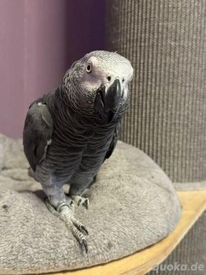 kongo-Graupapagei männlich 