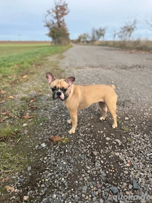 Französische Bulldoggen