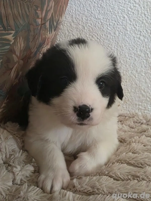 Hund Rüde Welpe Tierschutz Bundesweite Vermittlung 