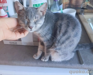 Kätzchen aus dem Tierschutz
