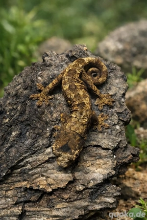 0.0.1 Flechtengecko, Mniarogekko chahoua red line