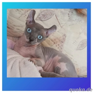 Sphynx Deckkater 