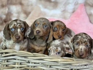 Zwergdackel Welpen Dackel abgabebereit  