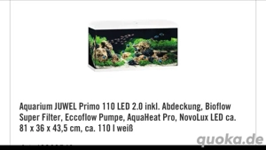 Aquarium mit Axolotl 