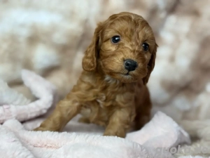 Cockerpoo cockapoo F1 welpen red abgabebereit apricot pudel cocker spaniel 