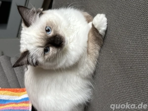Wunderschöne Ragdoll-Katze mit Stammbaum!