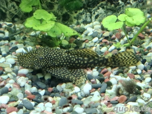 Antennenwelse zu verschenken