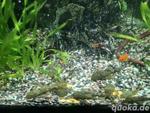 Antennenwelse zu verschenken Bild 2