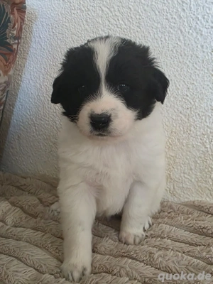 Hund Hündin Welpe Tierschutz Bundesweite Vermittlung 