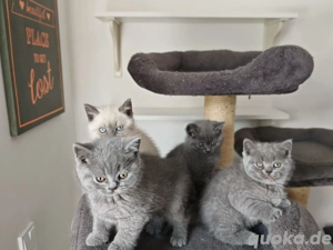 BKH Kitten in blue und blue point