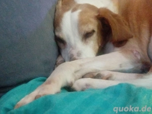 Zuhause gesucht für Kanelos  Bild 5