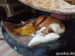 Zuhause gesucht für Kanelos  Bild 7