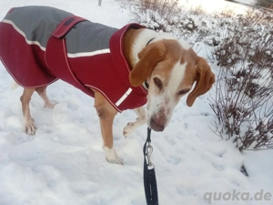 Zuhause gesucht für Kanelos  Bild 3