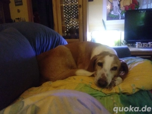 Zuhause gesucht für Kanelos  Bild 4