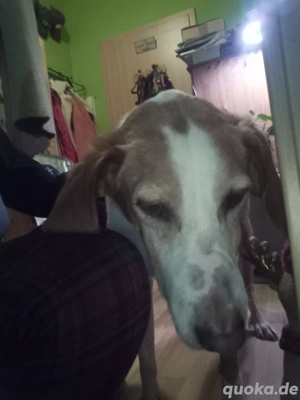 Zuhause gesucht für Kanelos  Bild 6