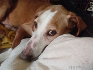 Zuhause gesucht für Kanelos  Bild 2