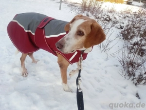 Zuhause gesucht für Kanelos 