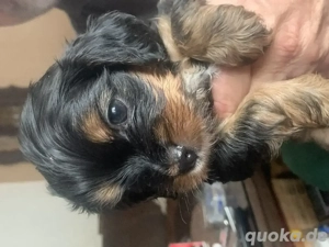 Cavalier king charles spaniel