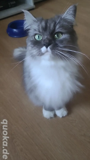 Zierliches Maicoon-Persermix Kätzchen