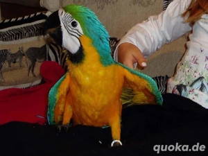 Wunderschöne Blau-Gold-Aras abzugeben.