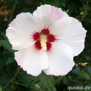 Hibiskus-Samen, Rosen-Eibisch, wunderschöne Blüte, Weiss - innen bordeauxrot