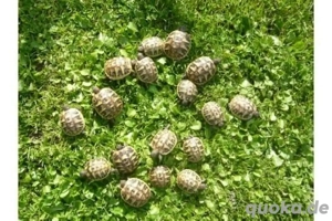 Griechische Landschildkröten NZ 2025