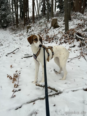 Zuhause gesucht für Ida