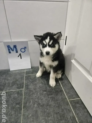 Siberian Husky Alaskan Malamut welpen