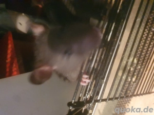 11 Baby Ratten abzugeben 