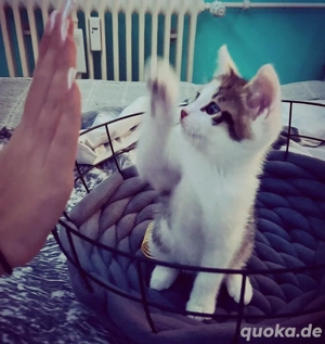 Zuckersüße kleine Kitten