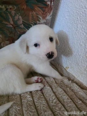 Hund Hündin Welpe Tierschutz Bundesweite Vermittlung 