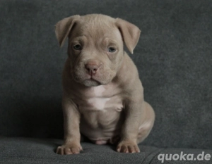Wunderschöne American Bully Pocket Welpen
