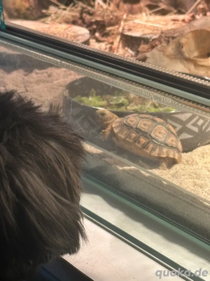 Panterschildkröte mit Terrarium 