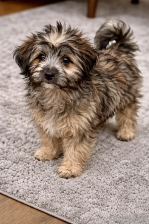 Bollipoo (wie Maltipoo) rüde mit gesundheitszeugniss