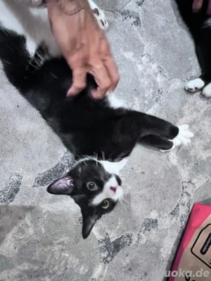 2 super süße kater 