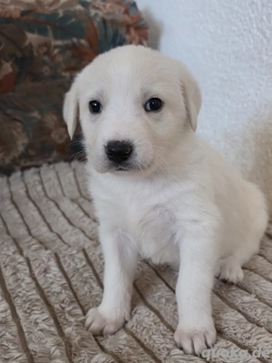 Hund Hündin Welpe Tierschutz Bundesweite Vermittlung 