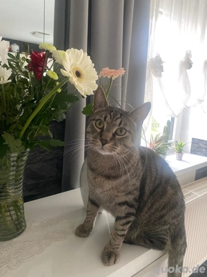 Katze zu verschenken 