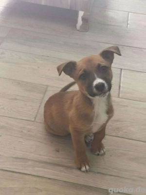 Rocher   ein kleines Leben, das Schutz sucht