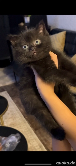 Britisch Kurzhaar Kitten weiblich