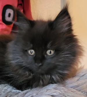 verschmuster Maine Coon Kater abzugeben