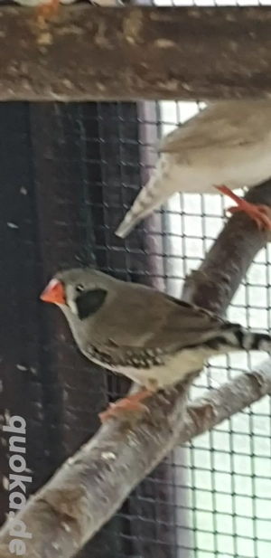 Zebrafinken in verschiedenen Farben abzugeben 