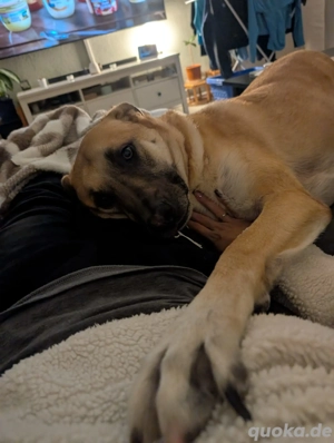 Pepe sucht ein liebevolles neues Zuhause